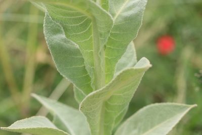Verbascum densiflorum, photographed by Michel Langeveld