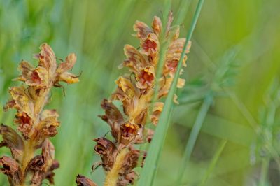 Orobanche gracilis, photographed by Christian Oudot