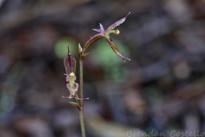 Acianthus pusillus, photographed by Brendan Costello