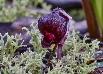 Corybas unguiculatus, photographed by Brendan Costello
