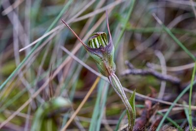 Pterostylis concinna, photographed by Brendan Costello
