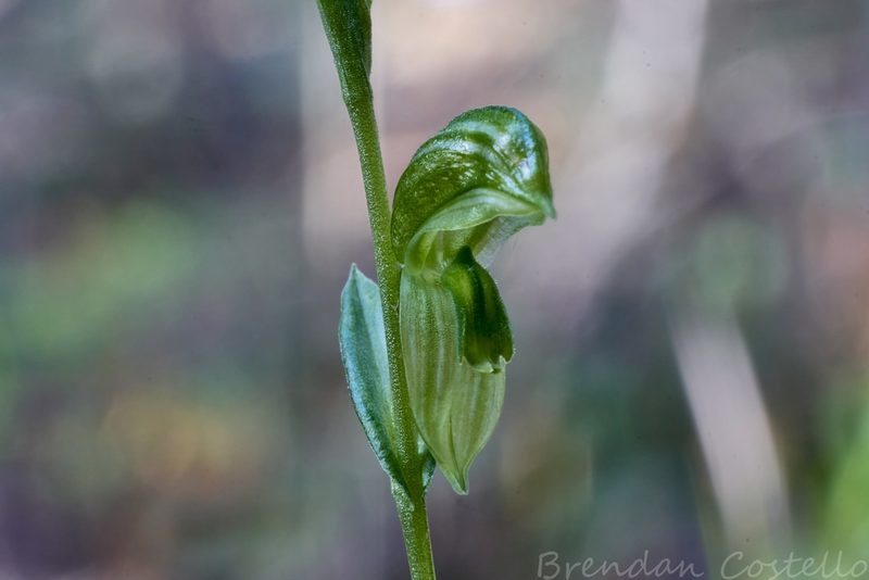 Pterostylis stenochila, photographed by Brendan Costello