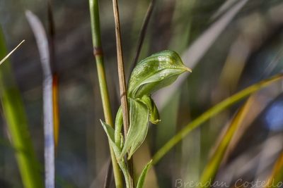 Pterostylis stenochila, photographed by Brendan Costello