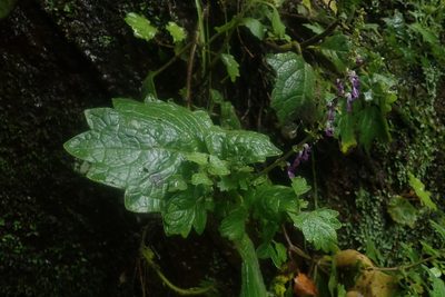 Coleus grandidentatus, photographed by Jimmy Whatmore