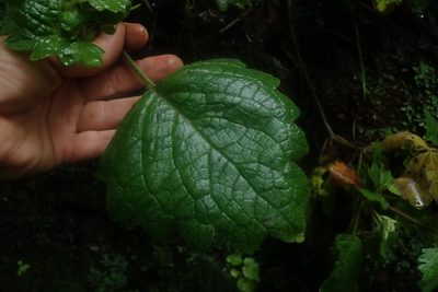 Coleus grandidentatus, photographed by Jimmy Whatmore