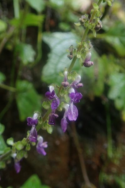 Coleus grandidentatus, photographed by Jimmy Whatmore