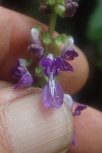 Coleus grandidentatus, photographed by Jimmy Whatmore