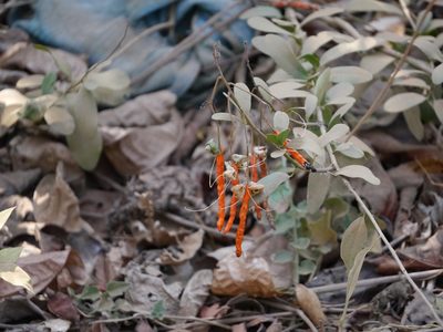 Cadaba fruticosa, photographed by Dinesh Valke
