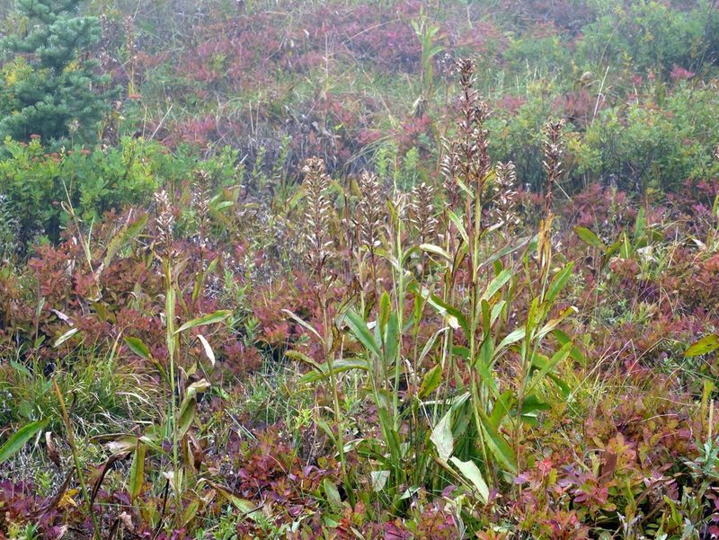 Rainiera stricta, photographed by Jacy Chen