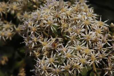 Gymnanthemum coloratum, photographed by Tony Rebelo