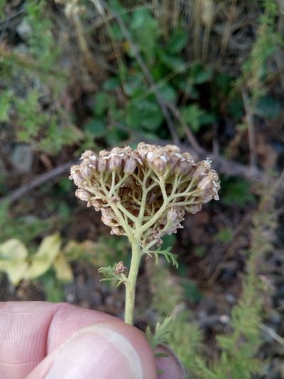 Achillea ligustica, photographed by Karim Haddad