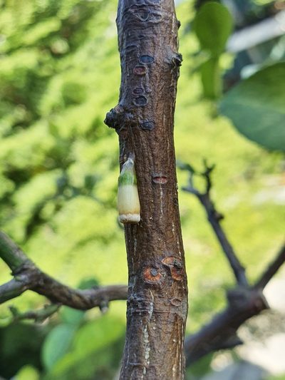 Dendrophthoe pentandra, photographed by Cheongweei Gan