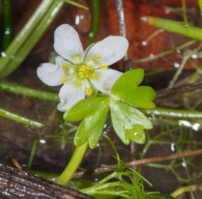 Ranunculus lobbii, photographed by Don Loarie