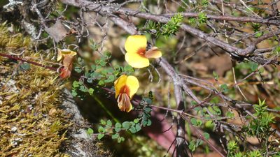 Bossiaea hendersonii, photographed by Rosalie Lawrence