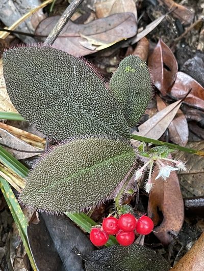 Ardisia mamillata, photographed by Yj