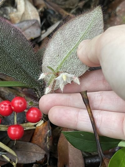 Ardisia mamillata, photographed by Yj