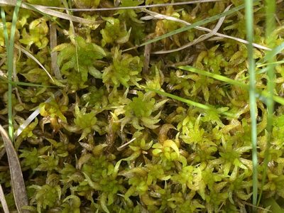 Sphagnum denticulatum, photographed by James Clow