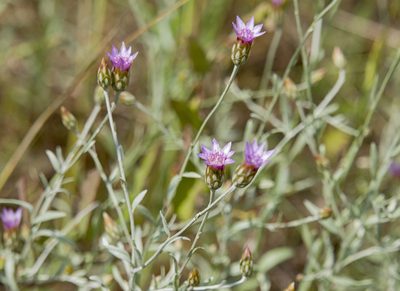 Xeranthemum cylindraceum, photographed by katunchik