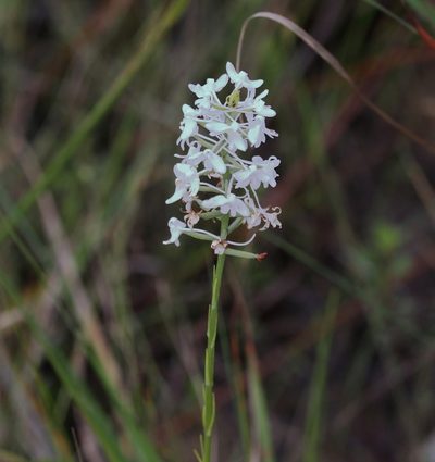 Platanthera nivea, photographed by Lauren McLaurin