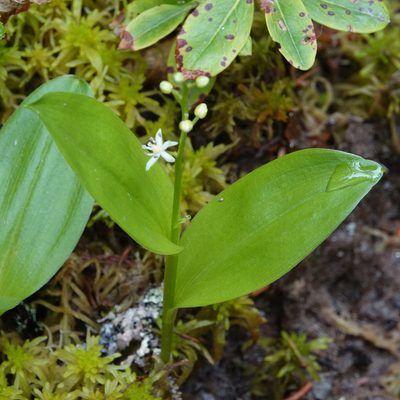 Maianthemum trifolium, photographed by Roger Rittmaster