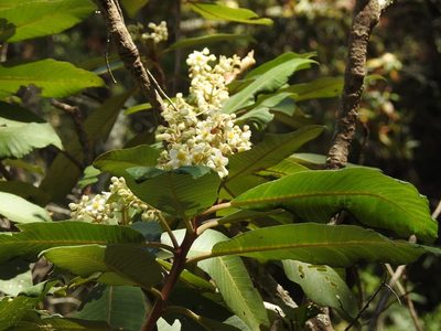 Saurauia scabrida, photographed by Neptalí Ramírez Marcial