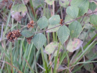 Calea ternifolia, photographed by Neptalí Ramírez Marcial