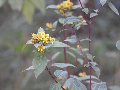Calea urticifolia, photographed by Neptalí Ramírez Marcial