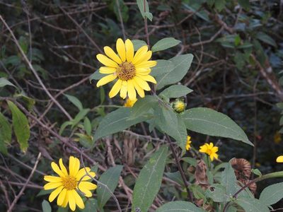 Tithonia longiradiata, photographed by Neptalí Ramírez Marcial