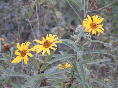 Tithonia longiradiata, photographed by Neptalí Ramírez Marcial