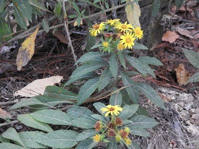 Verbesina hypargyrea, photographed by Neptalí Ramírez Marcial