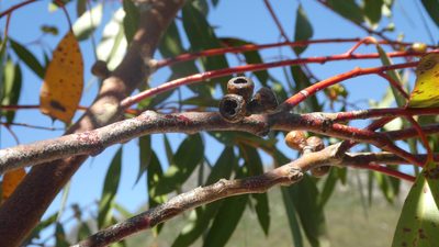 Eucalyptus coccifera, photographed by Rosalie Lawrence