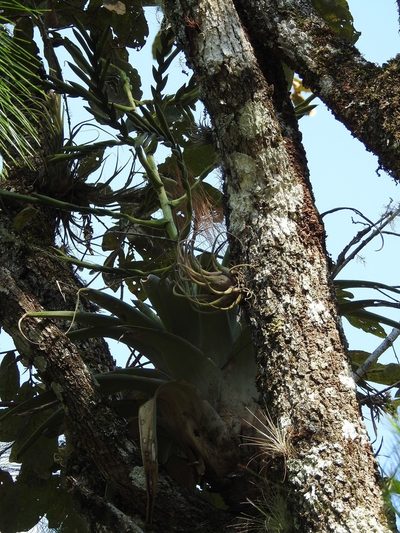 Tillandsia comitanensis, photographed by Neptalí Ramírez Marcial