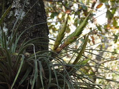 Tillandsia flavobracteata, photographed by Neptalí Ramírez Marcial