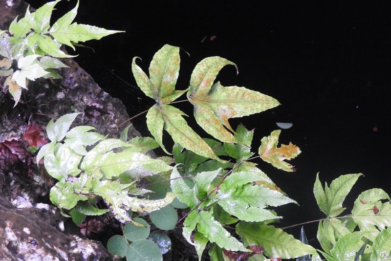 Tectaria heracleifolia, photographed by Sebastián de Jesús Herrera Buenfil