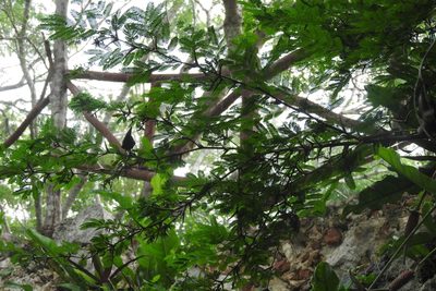 Vachellia cornigera, photographed by Sebastián de Jesús Herrera Buenfil