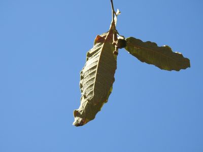 Quercus peduncularis, photographed by Neptalí Ramírez Marcial