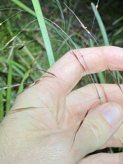 Chrysopogon sylvaticus, photographed by Greg Tasney