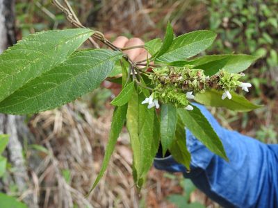 Salvia collinsii, photographed by Neptalí Ramírez Marcial