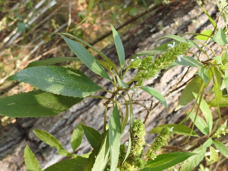 Salvia collinsii, photographed by Neptalí Ramírez Marcial