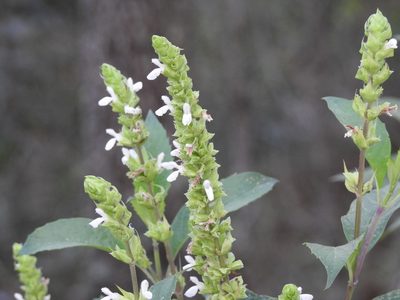 Salvia collinsii, photographed by Neptalí Ramírez Marcial