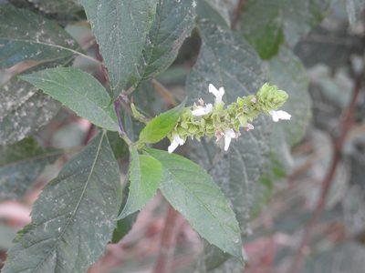 Salvia collinsii, photographed by Neptalí Ramírez Marcial