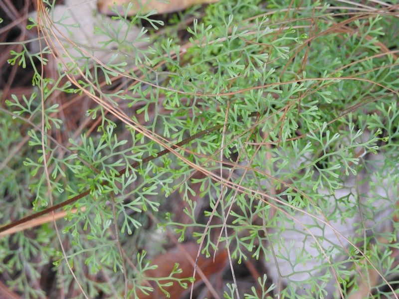 Odontosoria guatemalensis, photographed by Neptalí Ramírez Marcial