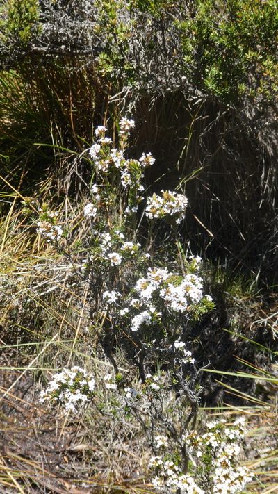 Epacris lanuginosa, photographed by Rosalie Lawrence