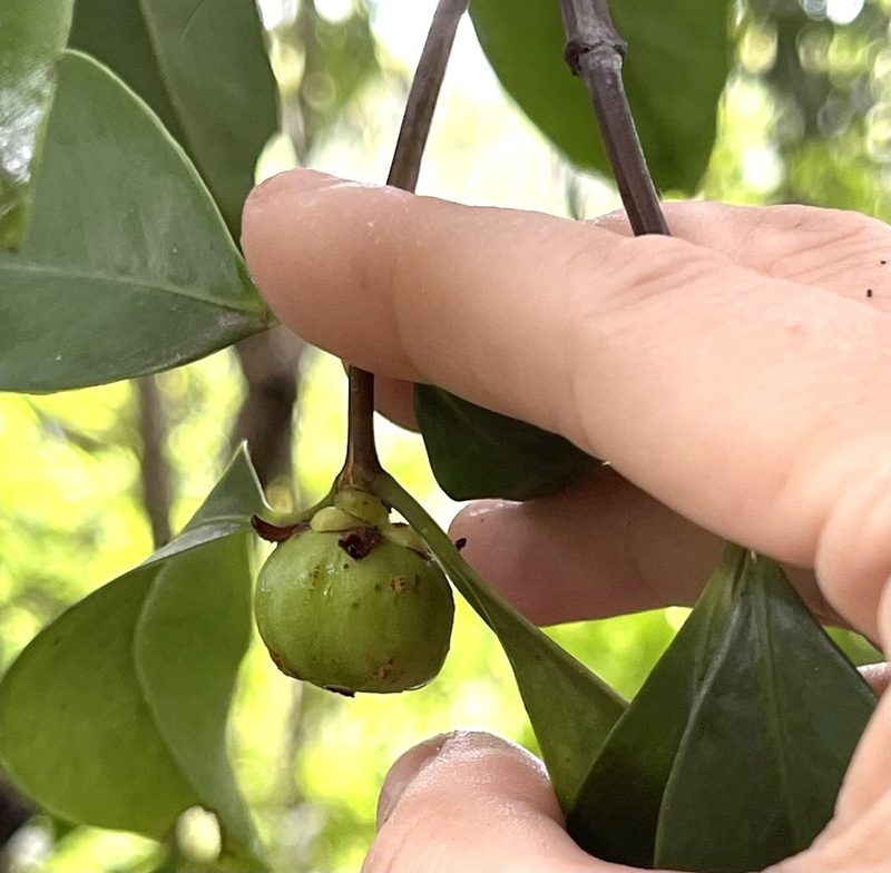 Garcinia oblongifolia, photographed by Yj