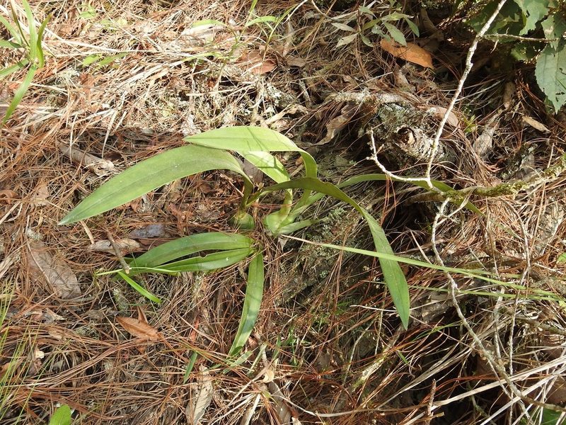 Prosthechea michuacana, photographed by Neptalí Ramírez Marcial