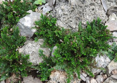 Selaginella convoluta, photographed by Sebastián de Jesús Herrera Buenfil