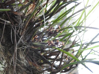 Scaphyglottis fasciculata, photographed by Neptalí Ramírez Marcial