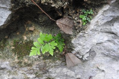 Anemia adiantifolia, photographed by Sebastián de Jesús Herrera Buenfil
