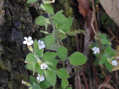 Stemodia peduncularis, photographed by Neptalí Ramírez Marcial