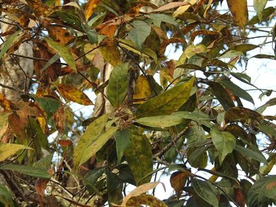 Quercus acutifolia, photographed by Neptalí Ramírez Marcial